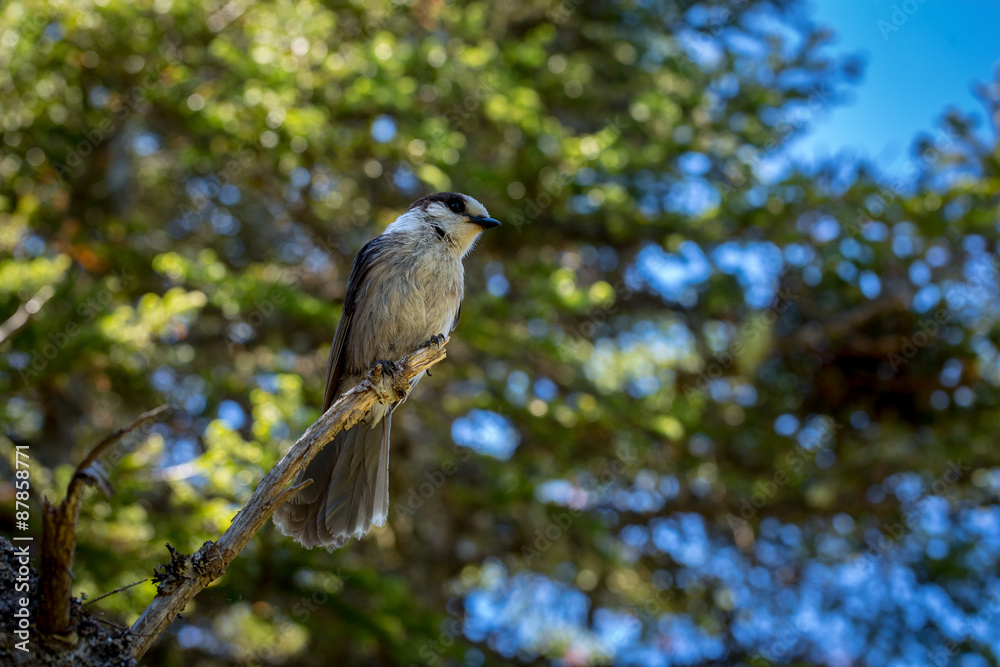 Small Grey Jay perched on a tree. Small Grey Jay perched on a tree.