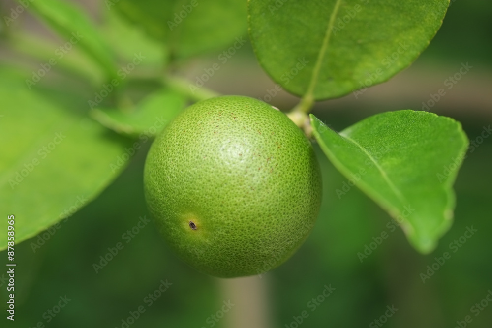 Lime fruit, Lime green tree hanging from the branches of it Lime fruit, Lime green tree hanging from the branches of it