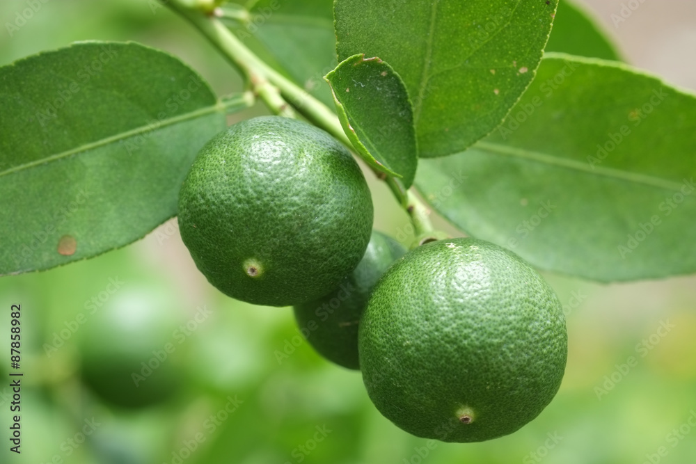 Lime fruit, Lime green tree hanging from the branches of it Lime fruit, Lime green tree hanging from the branches of it