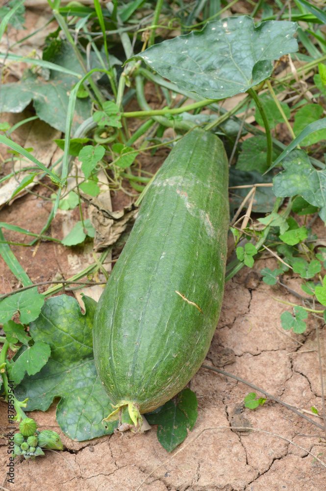 Obraz premium Benincasa hispida Thunb.