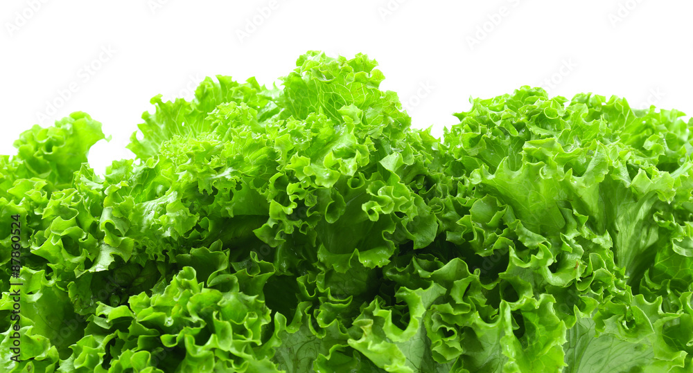 Fresh lettuce isolated on white Fresh lettuce isolated on white