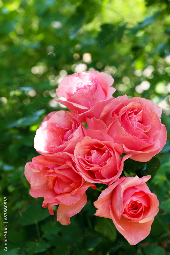 Beautiful bouquet of pink roses over green leaves background Beautiful bouquet of pink roses over green leaves background