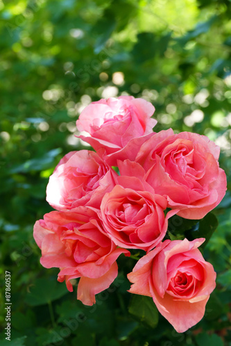 Beautiful bouquet of pink roses over green leaves background