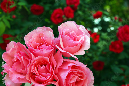 Beautiful bouquet of pink roses  closeup