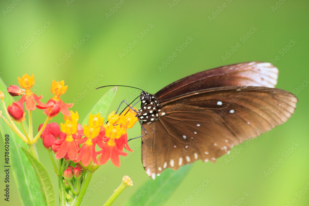 Fototapeta premium Butterfly on Flower
