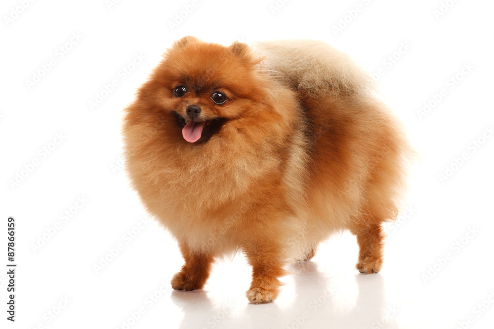 Pomeranian Spitz on the white background Pomeranian Spitz on the white background