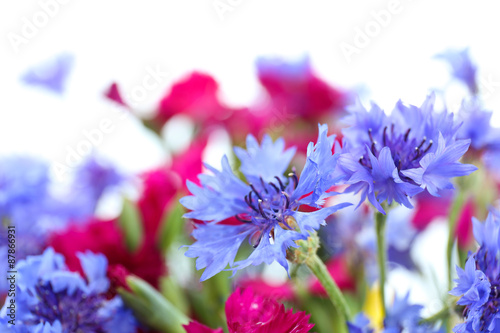 Beautiful small wild flowers close up