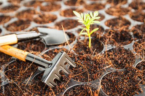 Wallpaper Mural small marigold flower Torontodigital.ca