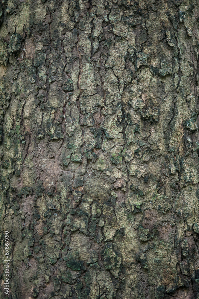 background of tree bark texture