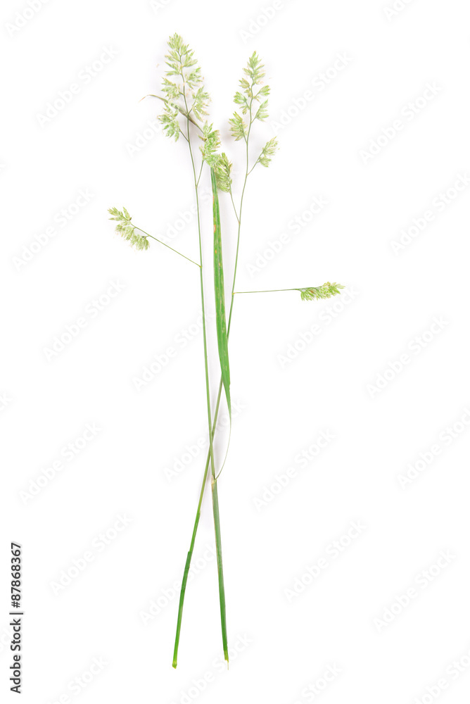 Wildflowers isolated on white Wildflowers isolated on white