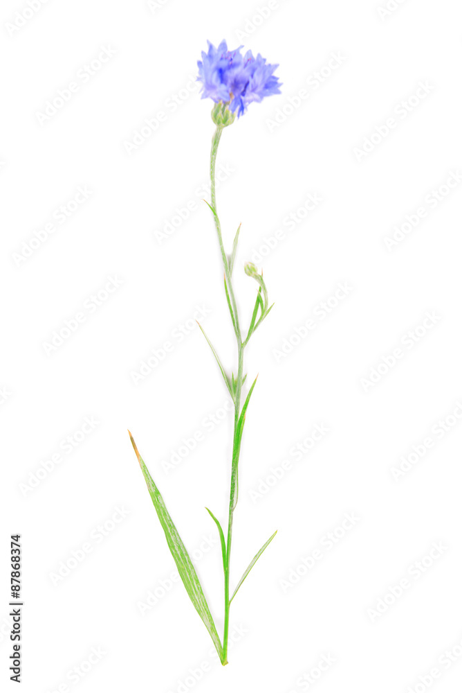 Naklejka premium Wildflower isolated on white