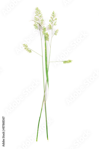 Wildflowers isolated on white
