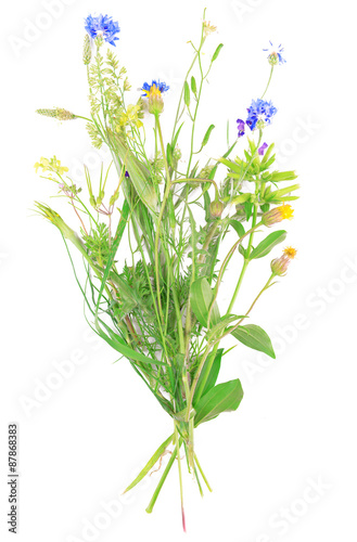 Wildflowers isolated on white