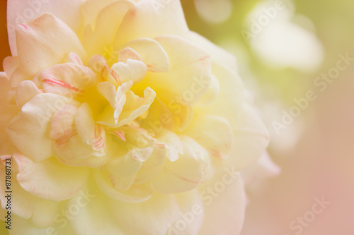 blur white rose
