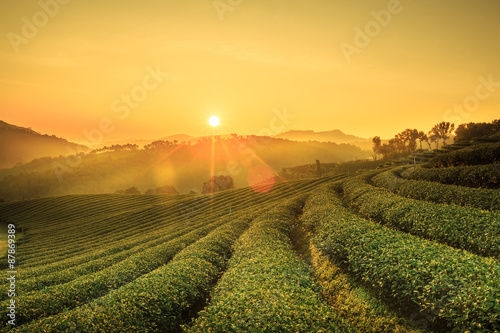 Sunrise view of tea plantation landscape at 101 Chiang Rai tea plantation. photo