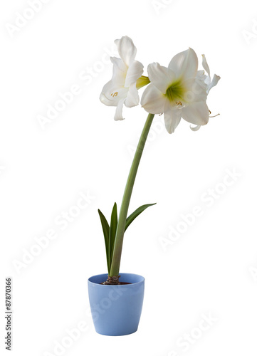 White Hippeastrum in blue pot on a white background