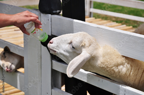 Sheep feeding 