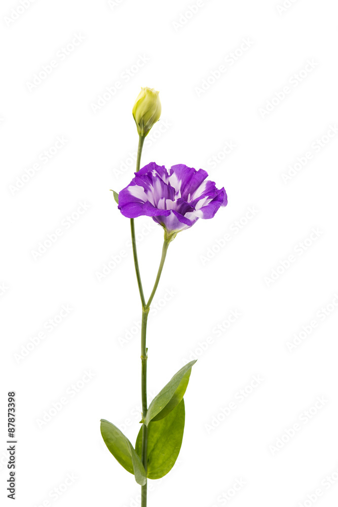 eustoma flower eustoma flower
