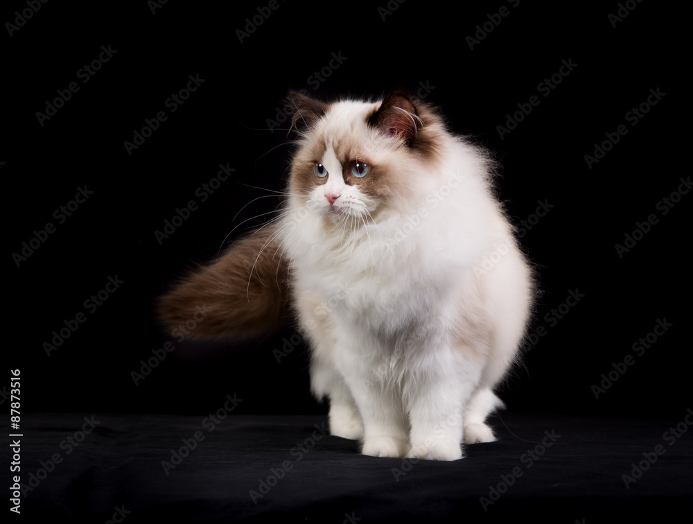 Purebred ragdoll cat