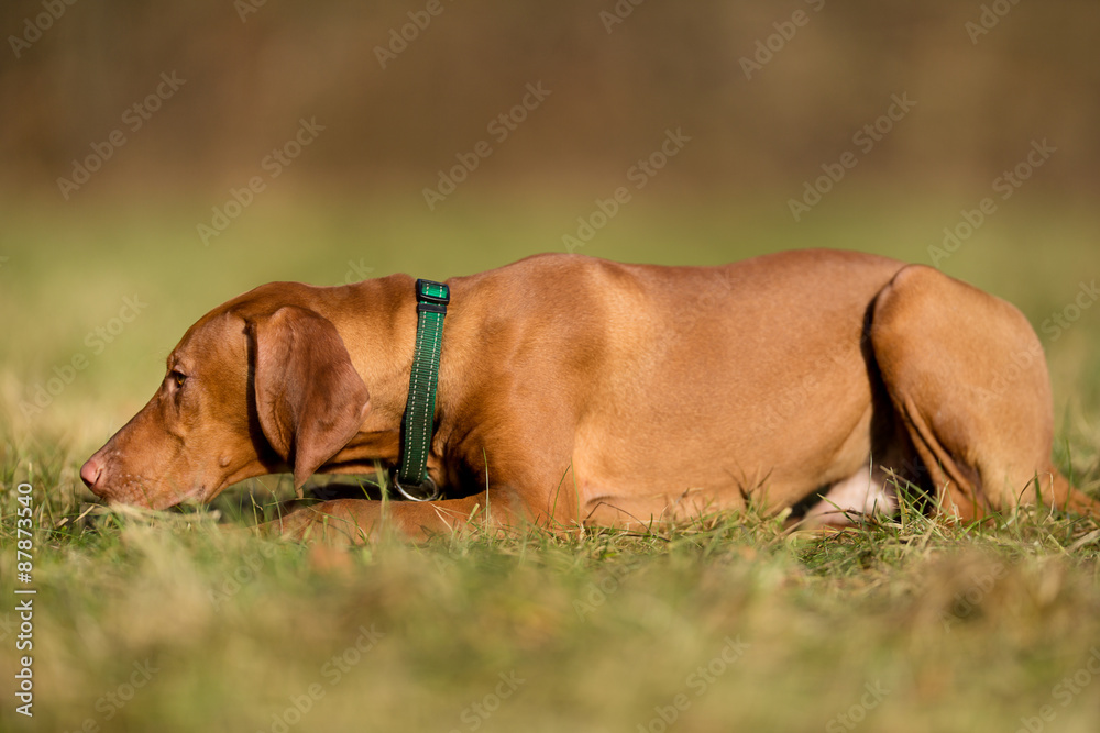 Purebred vizsla dog Purebred vizsla dog