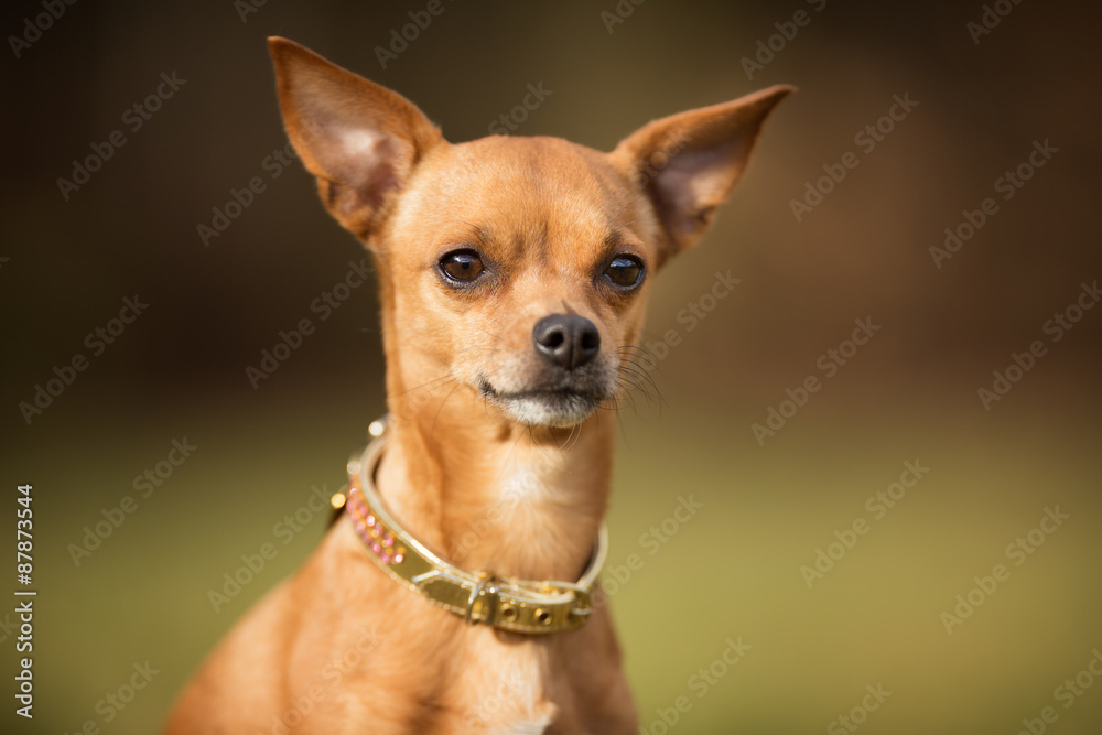 Purebred dog Purebred dog