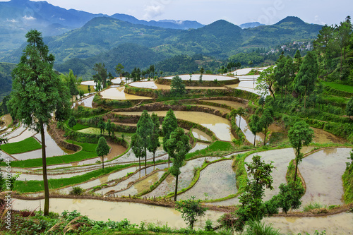 Rice fields on terraced in surice photo