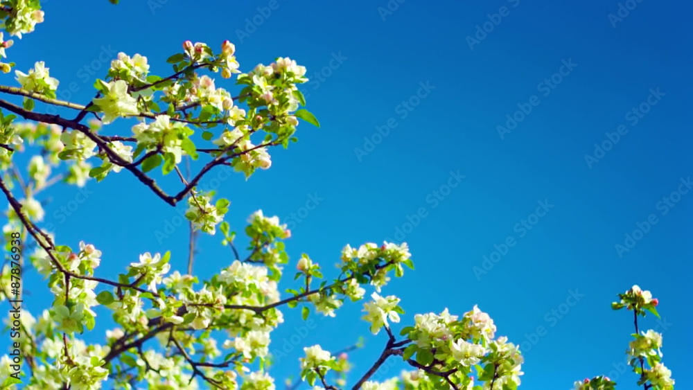 Apple flowers on deep blue sky background. FullHD 1080p. Apple flowers on deep blue sky background. FullHD 1080p.