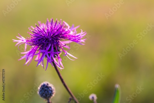 Beautiful violet thistle flower close up
