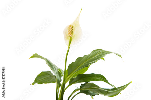 flower Spathiphyllum photo