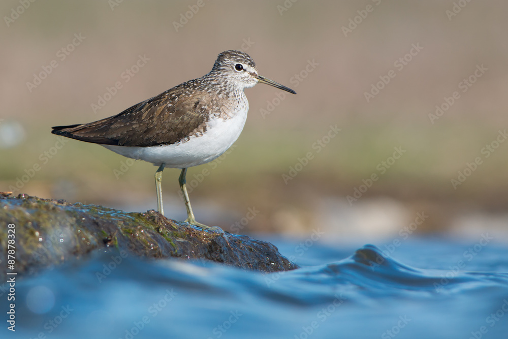 Green Sandpiper Green Sandpiper