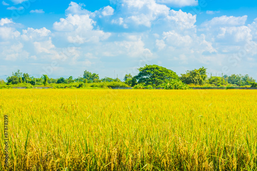 golden rice field