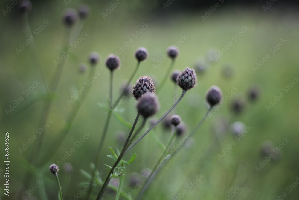 Obraz na plátně thistle Buds