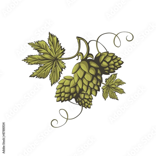 Green beer hop flowers.