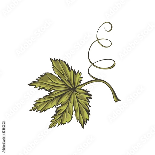 Green leaf of a beer hop.