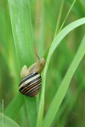 Snail on green stem, closeup