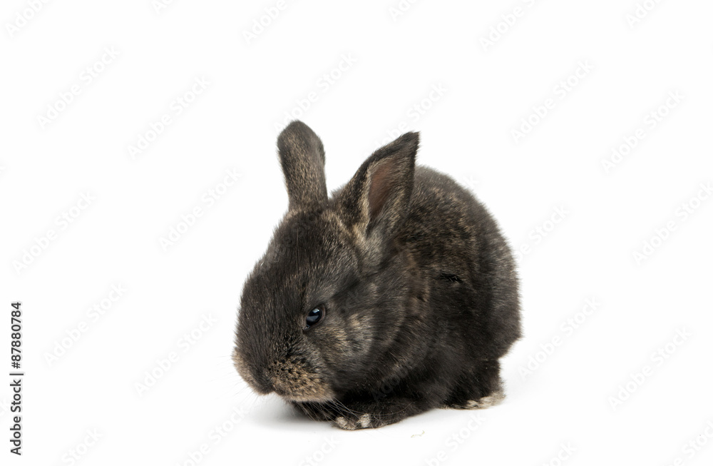 Little rabbit Little rabbit