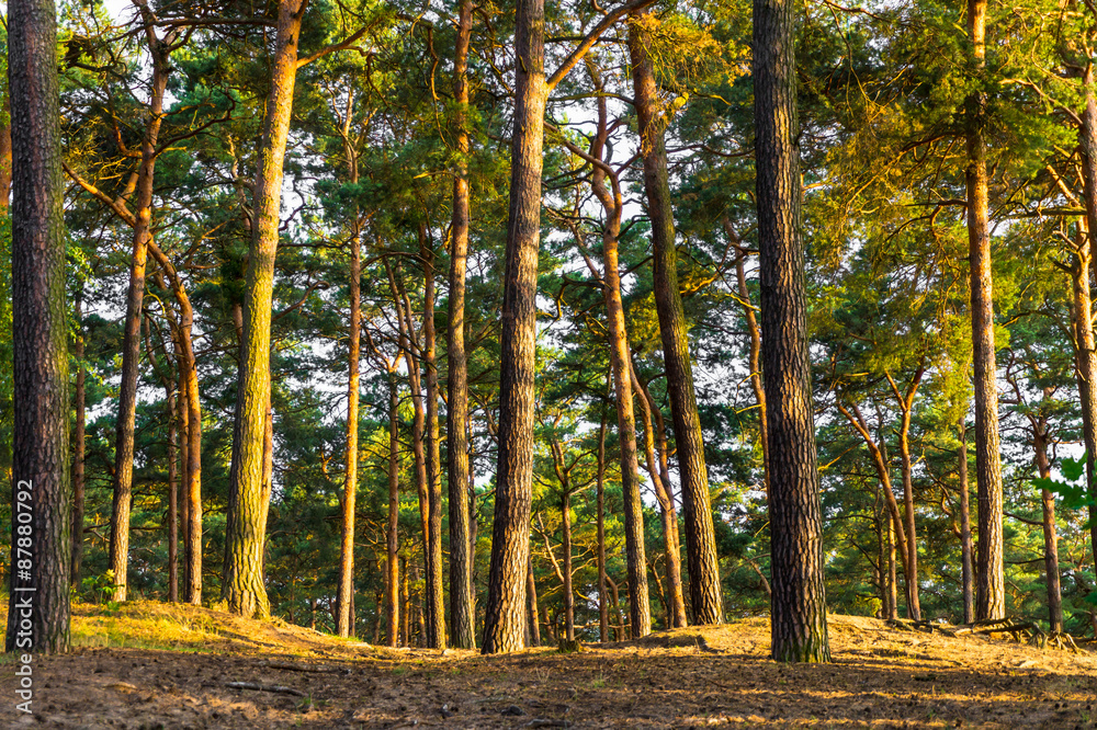 Obraz premium sonne im kiefernwald