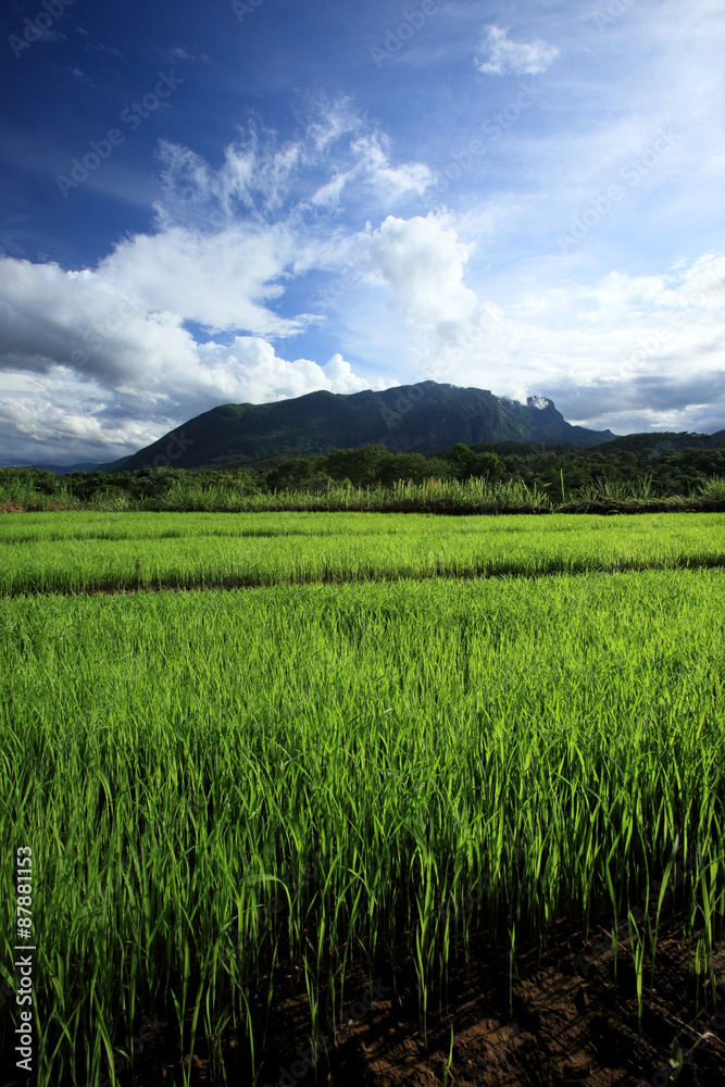 Green rice field in countryside with mountain background, Chiang Mai, Thailand.