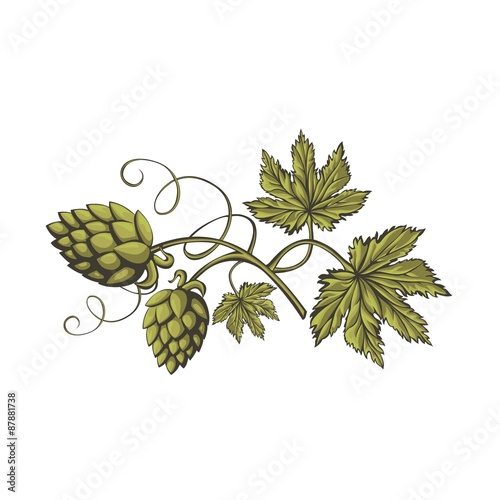 branch of fresh green beer hops isolated on white background.