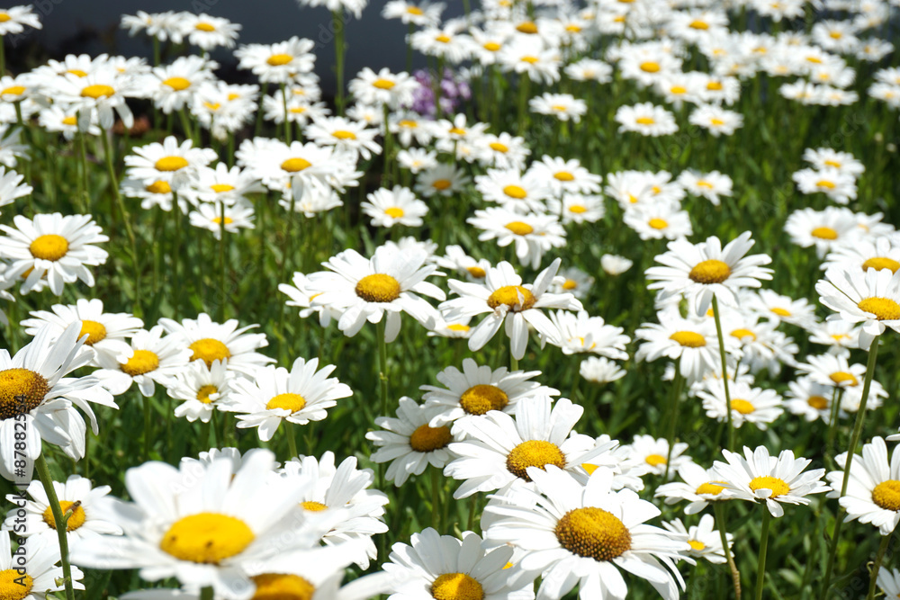 Fototapeta premium Margeriten