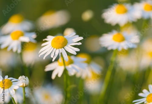 Beautiful chamomile flowers © milosz_g