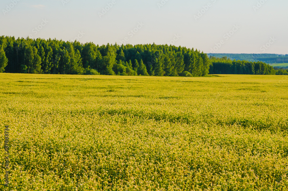 beauty green summer rural landscape view on blue sky backgrounds
