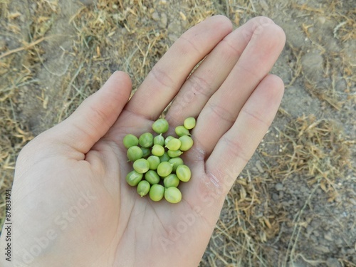 Peas in hand