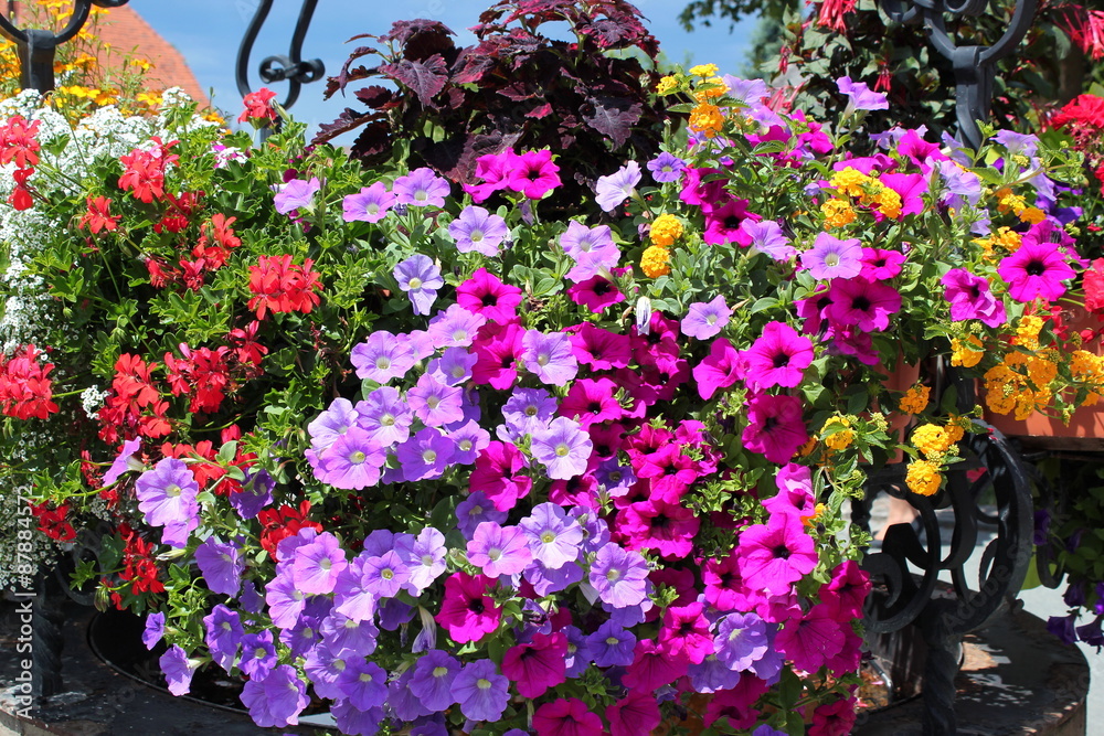 Petunien in verschiedenen Farben als Balkonblumen Stock Photo | Adobe Stock