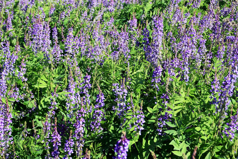 Obraz premium Petals, leaves and stems of the flowering plants