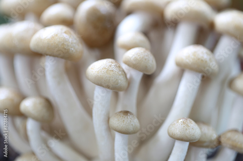 Closeup shimeji mushroom.