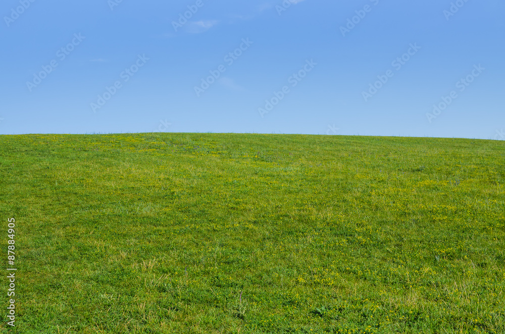 meadow green summer grass with clear blue sky meadow green summer grass with clear blue sky