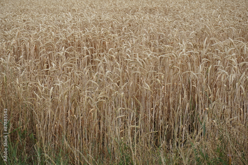 Erntezeit im Weizenfeld