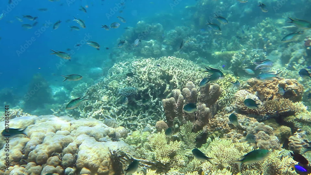 School of fish on the coral reef School of fish on the coral reef