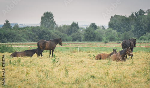 grazing horses © altocumulus